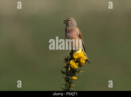 Hänfling, Carduelis cannabina, einzelne männliche auf ginster Bush, Northumberland, Großbritannien Stockfoto