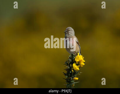 Hänfling, Carduelis cannabina, einzelne männliche auf ginster Bush, Northumberland, Großbritannien Stockfoto