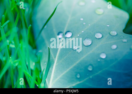 Schöne Tropfen transparent regen Wasser auf einem grünen Blatt Makro. Tautropfen am Morgen leuchten in der Sonne. Schöne Blatt Textur in der Natur Stockfoto