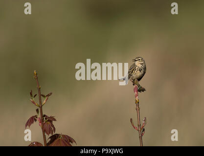 Wiesenpieper, Anthus pratensis, sycamore Bud thront, Acer pseudoplatanus, Bamburgh, Northumberland, Großbritannien Stockfoto