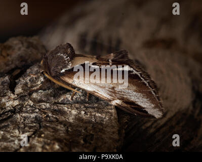 Lesser Swallow Prominent Motte Pheosia gnoma, Rinde Stockfoto