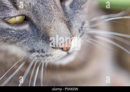 Closeup Katze Portrait, niedliche Haustier, Katze, Nase und Gesicht und Fell Stockfoto