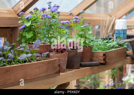 Blumenschau in Töpfe und Schalen im Gewächshaus eine Blume zeigen. Großbritannien Stockfoto