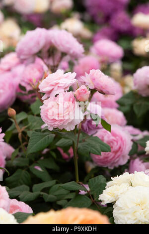 Rosa' der alten Mariner". Englisch Strauch Rose Stockfoto