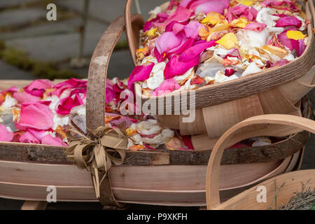Rosenblätter in Holz- trugs auf einer Blüte zeigen. Großbritannien Stockfoto