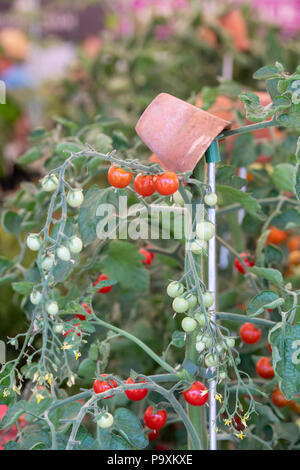 Solanum Lycopersicum. Tomate 'Oh Happy Day' Anlage mit Reife und Unreife Tomaten. Großbritannien