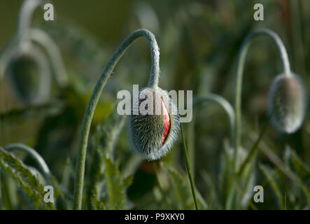 Orientalischer Mohn, Papaver orientale, Bud, Northumberland, Großbritannien Stockfoto