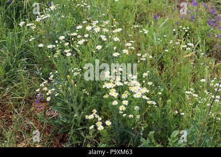 Blühende schöne Kamille auf dem Feld Stockfoto