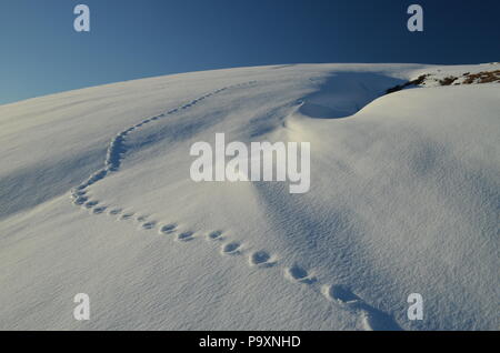 Eine Spur von fußabdrücken über eine tiefe Schneeverwehungen auf einem Hügel in den schottischen Highlands Stockfoto