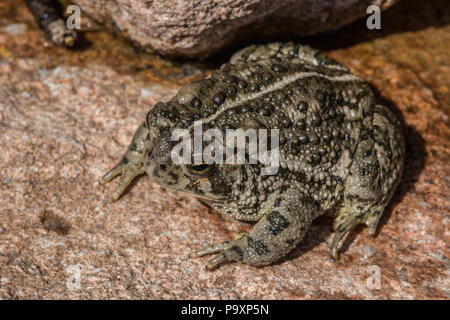 Woodhouse die Kröte (Anaxyrus woodhousii) von Jefferson County, Colorado, USA. Stockfoto