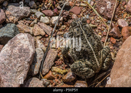 Woodhouse die Kröte (Anaxyrus woodhousii) von Jefferson County, Colorado, USA. Stockfoto