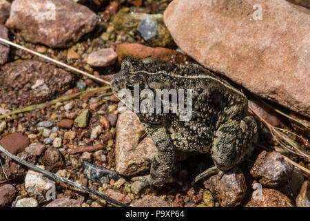 Woodhouse die Kröte (Anaxyrus woodhousii) von Jefferson County, Colorado, USA. Stockfoto