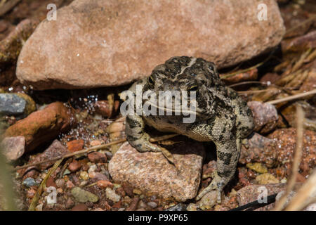 Woodhouse die Kröte (Anaxyrus woodhousii) von Jefferson County, Colorado, USA. Stockfoto