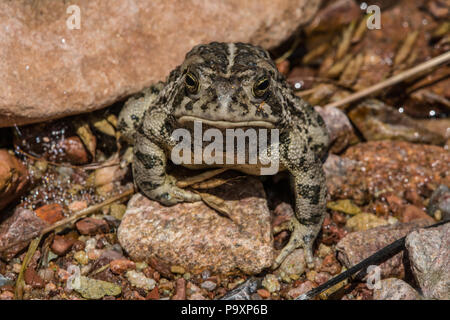 Woodhouse die Kröte (Anaxyrus woodhousii) von Jefferson County, Colorado, USA. Stockfoto