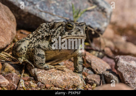 Woodhouse die Kröte (Anaxyrus woodhousii) von Jefferson County, Colorado, USA. Stockfoto