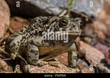 Woodhouse die Kröte (Anaxyrus woodhousii) von Jefferson County, Colorado, USA. Stockfoto