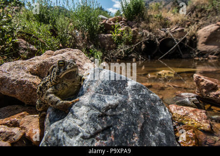 Woodhouse die Kröte (Anaxyrus woodhousii) von Jefferson County, Colorado, USA. Stockfoto