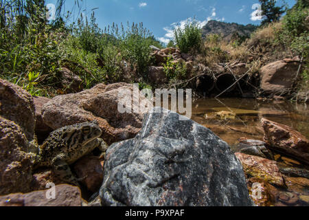 Woodhouse die Kröte (Anaxyrus woodhousii) von Jefferson County, Colorado, USA. Stockfoto