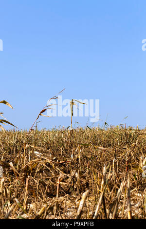 Mehrere unbeschnittenen hohen maisstängel auf einem Feld mit Stoppeln nach dem Ernten von Getreide, Sommer Landschaft Stockfoto