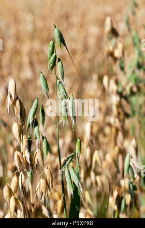 Eine grüne Frische oat Anlage auf einem Feld mit Reifen goldenen Hafer, Nahaufnahme Stockfoto