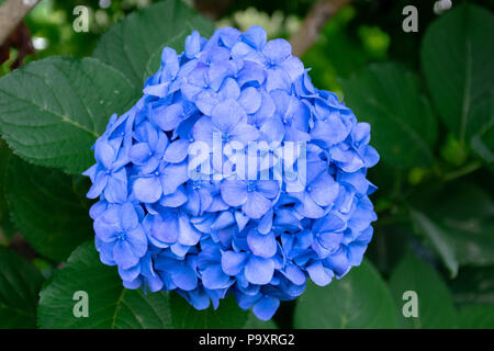 Blaue Hortensie Close-up Makro Stockfoto