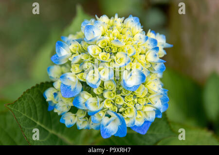 Blaue Hortensie Close-up Makro Stockfoto