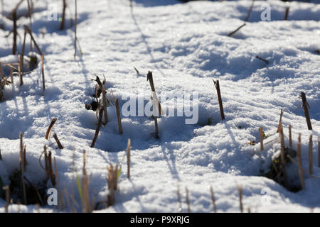 Nach der Ernte von Weizen Stoppel-, Schnee-, driftet nach Schneefällen, Foto close-up auf den landwirtschaftlichen Bereich abgedeckt Stockfoto