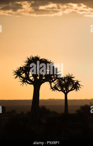 Köcherbäume in der Dämmerung (köcherbaum) (Aloidendron dichotomum, früher Aloe dichotoma), Köcherbaumwald, Keetmanshoop, Namibia Stockfoto