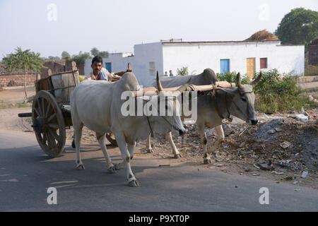 Der Bauer geht hinter seine zwei Wagen mit Rädern durch seine zwei Kühe in Indien gezogen Stockfoto