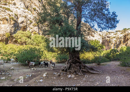 Agiofarango Canyon, südlich von Kreta, Griechenland Stockfoto