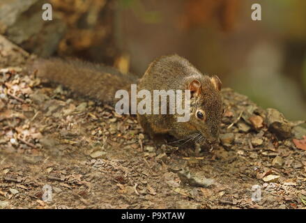 Pallas der Eichhörnchen (Callosciurus erythraeus) nach der Fütterung auf dem Boden Dasyueshan National Forest, Taiwan April Stockfoto