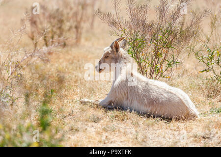 Ein fauler Ziege ruht in einem Feld in einem warmen Kalifornien Tag träumen, Essen. Stockfoto