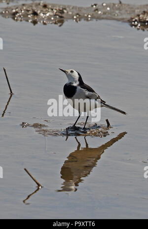 Bachstelze (Motacilla alba leucopsis) männlichen Erwachsenen stehen auf Schlamm in Pool suchen Yehilu Halbinsel, Taiwan April Stockfoto