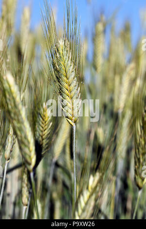 Mit Tautropfen schönen frischen Ohren von Roggen in einem landwirtschaftlichen Gebiet abgedeckt, close-up bei sonnigem Wetter die Produktivität von Getreide Stockfoto