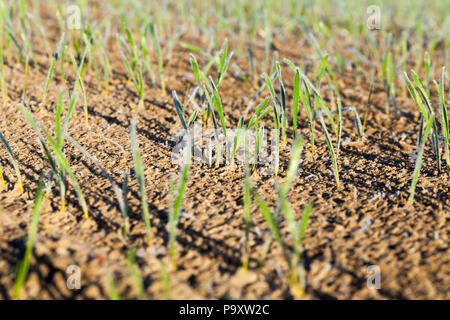 Foto von kleinen Stämmen von Weizen mit Raureif im Herbst fallen, landwirtschaftlichen Bereich closeup Stockfoto