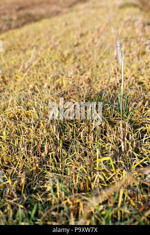 Frisch und trocken Toten Triebe von Weizen gekeimt ohne Bepflanzung im Feld, Herbst nach der Ernte, close-up Stockfoto