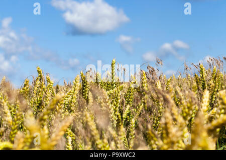 Weizenfeld mit unreifen Getreide und viel Unkraut, close-up im Sommer sonnigen Tag Stockfoto