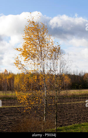 Wachsende am Rande eines gepflügten Feldes und Pflanzung eine junge Birke mit gelbem Laub, Herbst Landschaft Stockfoto