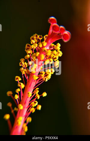 Nahaufnahme von Hibiskus Staubblätter mit den roten und gelben Details. Stockfoto