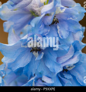 Eine Makroaufnahme einer Hellblau rittersporn Blume. Stockfoto