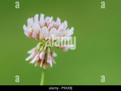 Eine Makroaufnahme eines Klee Blume. Stockfoto