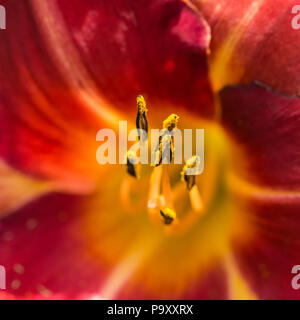 Eine Makroaufnahme eines roten Daylily blühen. Stockfoto