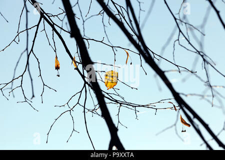 Die letzten gelben linden Blätter hängen die Zweige im Herbst Park, Nahaufnahme Foto gegen den blauen Himmel, warmen, sonnigen Wetter Stockfoto