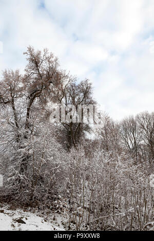 Verschiedene Arten von Bäumen und Sträuchern in einer gemischten Laubwald im Winter, das Gebiet ist mit weißen Schnee, die Landschaft Stockfoto