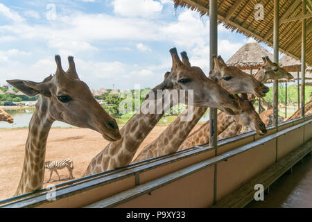 Giraffen Köpfe in Safari Park. Schöne Wildtiere an sonnigen warmen Tag. Stockfoto