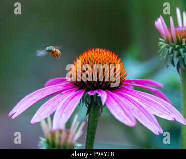 Biene im Flug - Purple Cone Flower - Biene fliegt Oben Blume. Im Ort, Nektar für seine Kolonie. Lila Blume, Insekt im Garten. Stockfoto