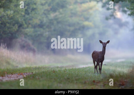 Biche - Cerf elaphe - Hind - Rotwild - Cervus elaphus Stockfotografie ...