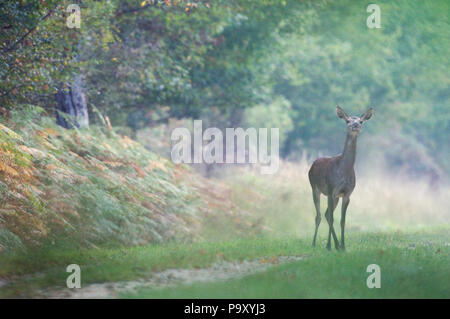 Biche - Cerf elaphe - Hind - Rotwild - Cervus elaphus Stockfotografie ...