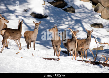 Rotwild im Schnee (Cervus elaphus), Frankreich Stockfoto