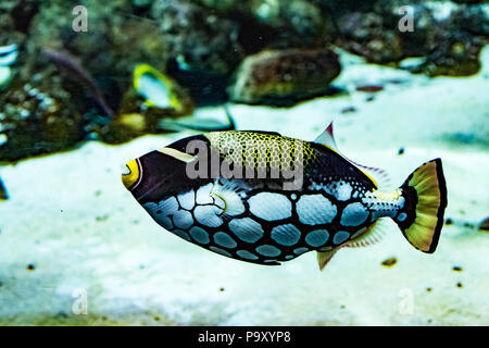 Clown Drückerfisch Stockfoto